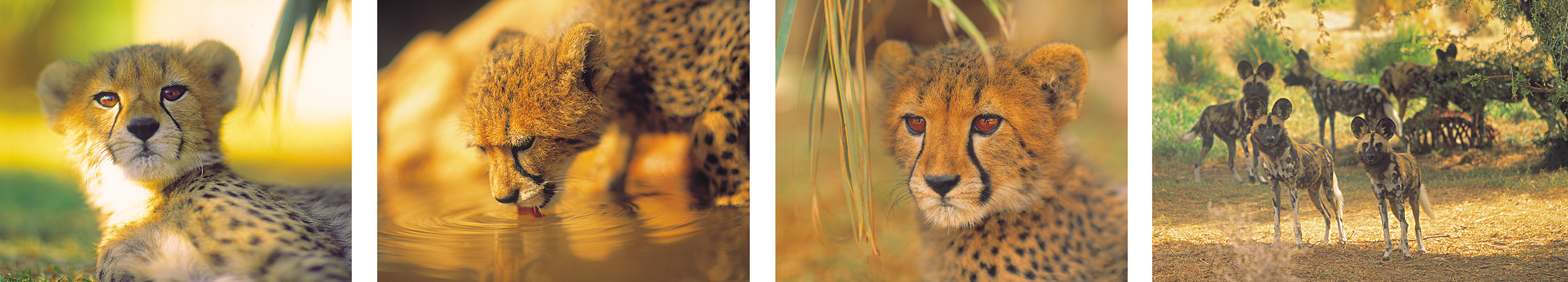 cheetah-cubs-by-philip-lane-photography