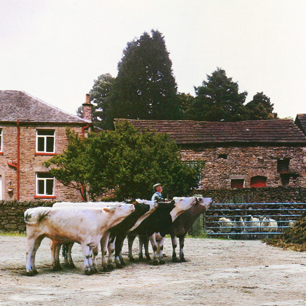 cows-by-philip-lane-photography