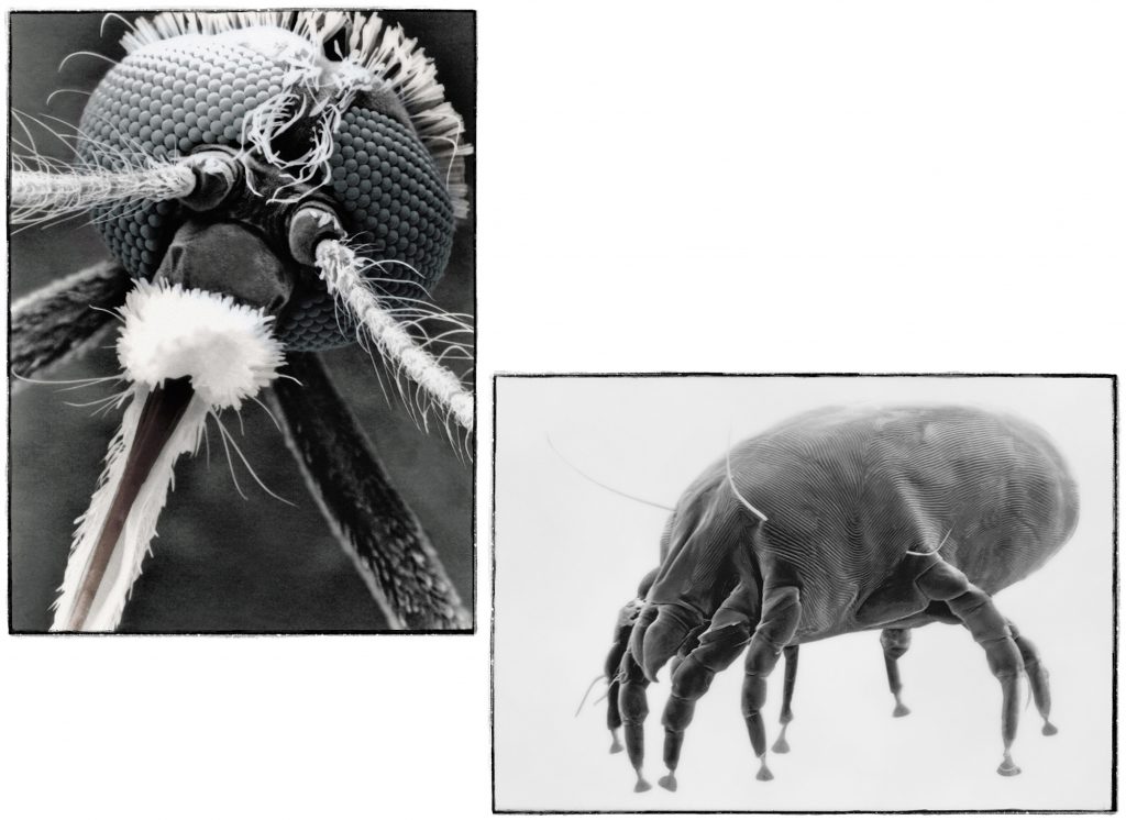 mosquito-and-dust-mite-by-philip-lane-photography