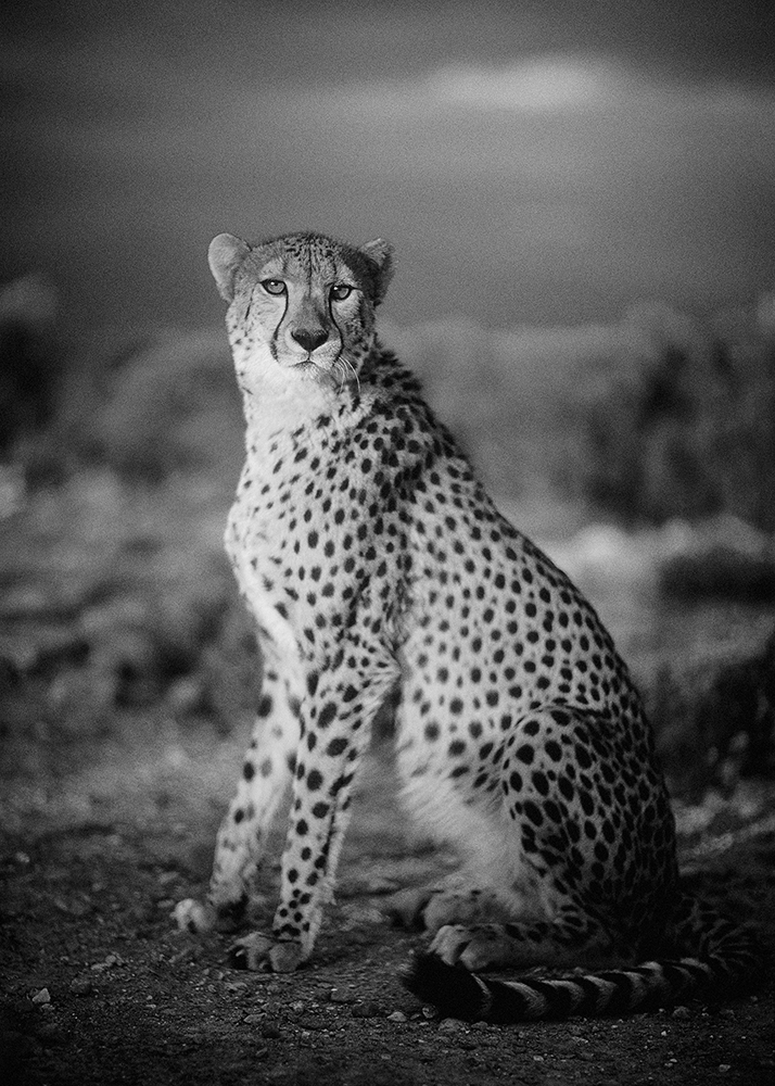 pulmicort-cheetah-by-philip-lane-photography