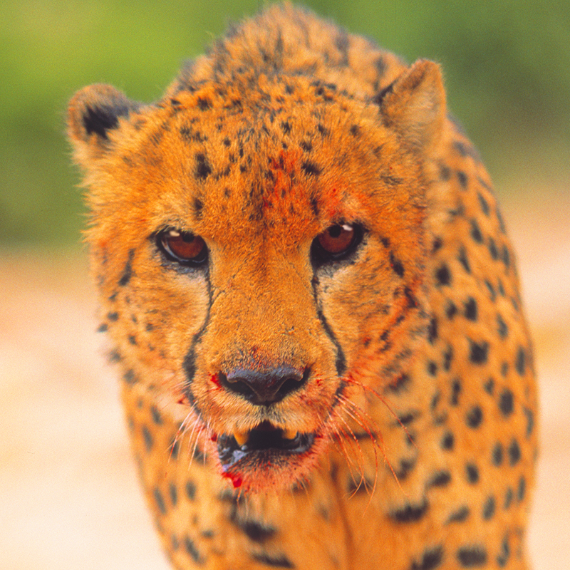 shooting-cheetahs-for-novorapid-by-philip-lane-photography