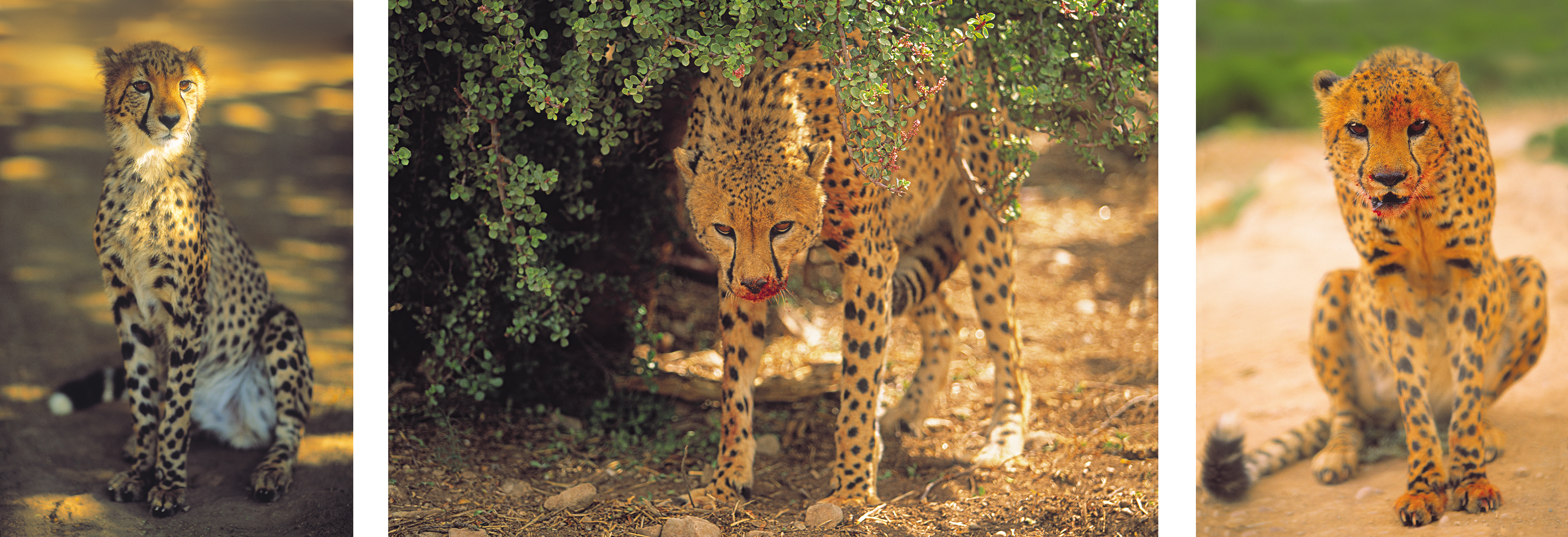 wild-cheetahs-novorapid-by-philip-lane-photographywild-cheetahs-novorapid-by-philip-lane-photography