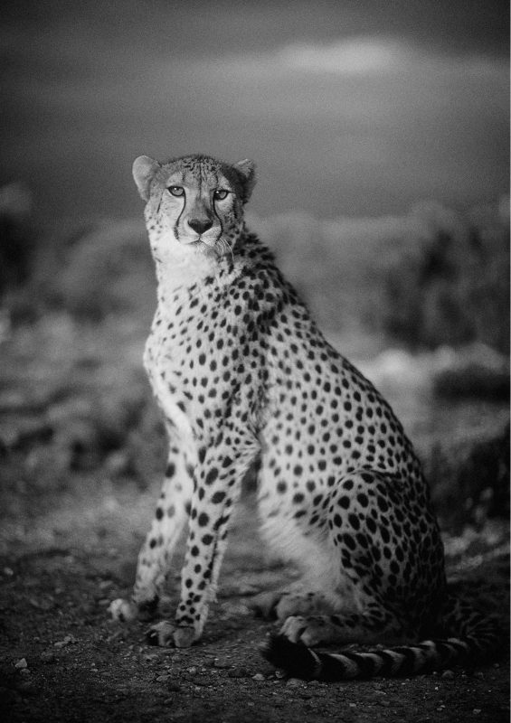 novorapid-cheetah-by-philip-lane-photography