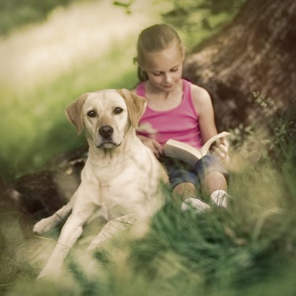 labrador under tree